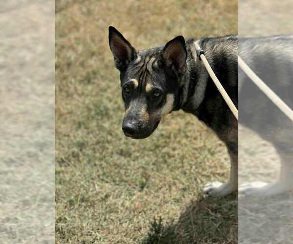 Medium Photo #4 German Shepherd Dog-Unknown Mix Puppy For Sale in Evansville, IN, USA