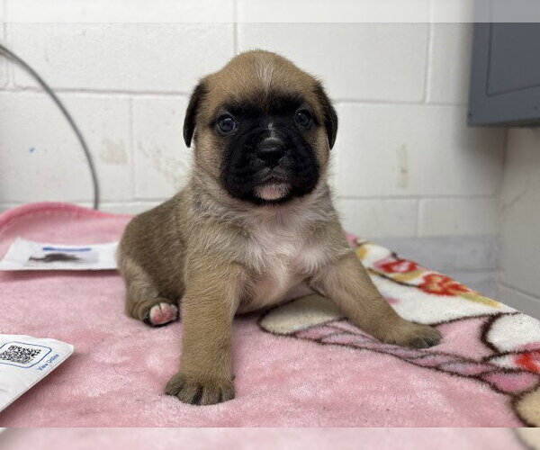 Medium Photo #2 Mutt Puppy For Sale in San Bernardino, CA, USA