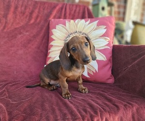 Dachshund Puppy for sale in EVANSVILLE, IL, USA