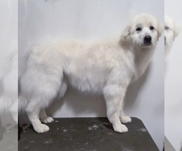 Medium Photo #5 Great Pyrenees Puppy For Sale in Croydon, NH, USA