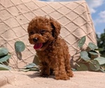 Small #8 Cockapoo