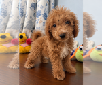 Havapoo puppies - Male Havapoo Puppy for Sale - Photo #10