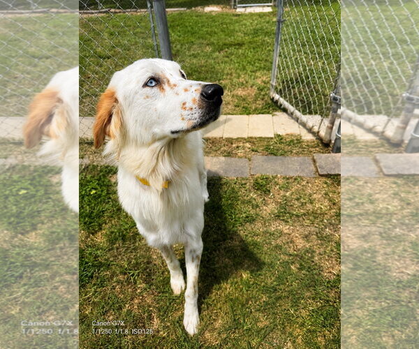 Medium Photo #1 English Setter-Great Pyrenees Mix Puppy For Sale in Houston, TX, USA