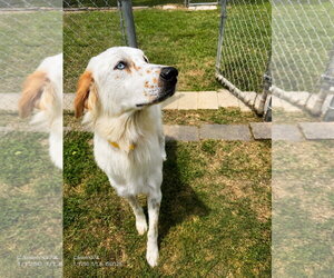 English Setter-Great Pyrenees Mix Dogs for adoption in Houston, TX, USA