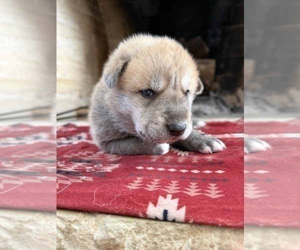 Medium Photo #3 German Shepherd Dog-Wolf Hybrid Mix Puppy For Sale in HAMILTON, TX, USA