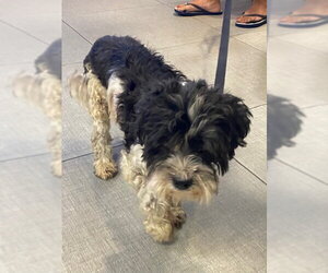 Maltese Dogs for adoption in Rancho Cucamonga, CA, USA