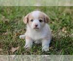 Small Photo #6 Pembroke Welsh Corgi Puppy For Sale in ELKTON, KY, USA