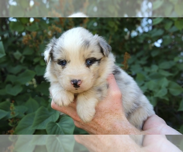 Medium Photo #4 Australian Shepherd Puppy For Sale in ACTON, CA, USA