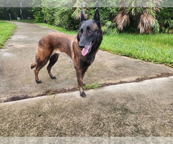 Medium Photo #12 Mutt Puppy For Sale in Imlay City, MI, USA