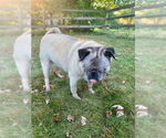 Small Photo #3 Pug Puppy For Sale in Indianapolis, IN, USA