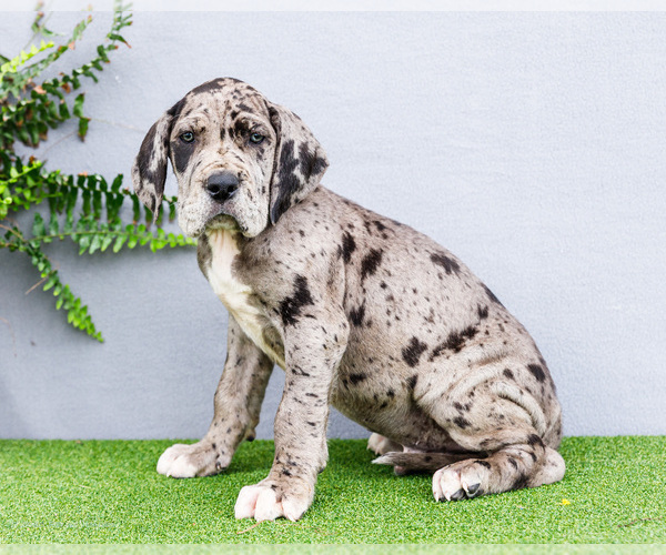 Medium Photo #3 Great Dane Puppy For Sale in WAKARUSA, IN, USA