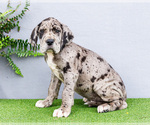 Small Photo #58 Great Dane Puppy For Sale in WAKARUSA, IN, USA