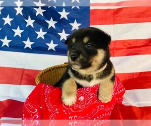 Shiba Inu Puppy for Sale in NEW ATHENS, Illinois USA
