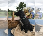 Small Photo #5 Dalmadoodle Puppy For Sale in LAWRENCEBURG, KY, USA