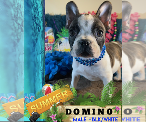 French Bulldog Puppy for sale in HEATHROW, FL, USA