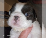 Small Photo #10 French Bulldog Puppy For Sale in FENTON, MO, USA