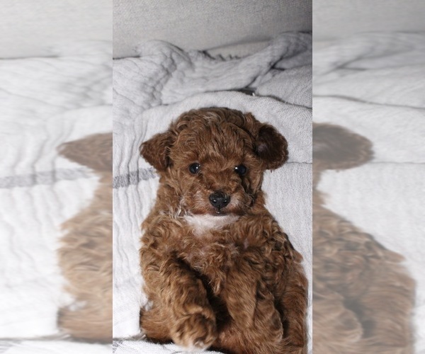 Medium Photo #1 Poodle (Toy) Puppy For Sale in PORTLAND, OR, USA