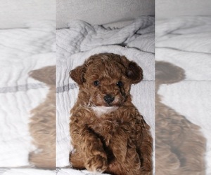 Poodle (Toy) Puppy for sale in PORTLAND, OR, USA