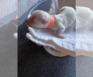 Medium Coton de Tulear