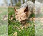 Small Photo #9 Yorkshire Terrier Puppy For Sale in MARIETTA, GA, USA