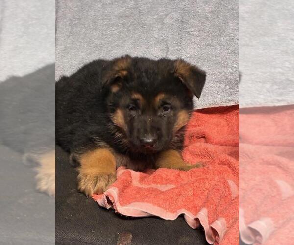 Medium Photo #3 German Shepherd Dog Puppy For Sale in GREENWOOD, WI, USA