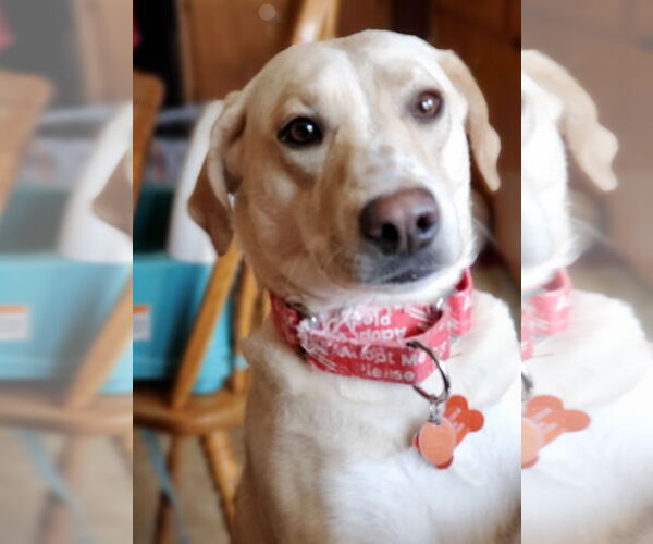 Medium Photo #15 Labrador Retriever-Unknown Mix Puppy For Sale in Plymouth, MN, USA