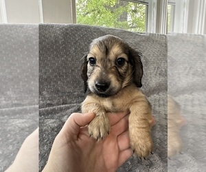 Dachshund Puppy for sale in MEMPHIS, TN, USA