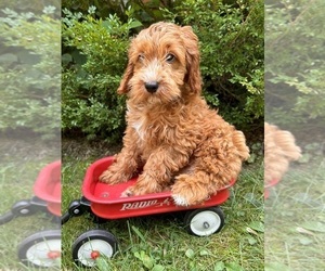 Cockapoo Puppy for sale in MIDDLEBURY, IN, USA