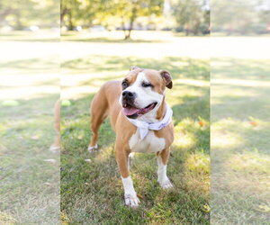 Shireen - Female Mutt Dog for Adoption - Photo #25