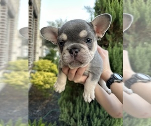 French Bulldog Puppy for Sale in KATY, Texas USA