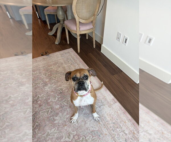 Medium Photo #6 Boxer Puppy For Sale in Austin, TX, USA