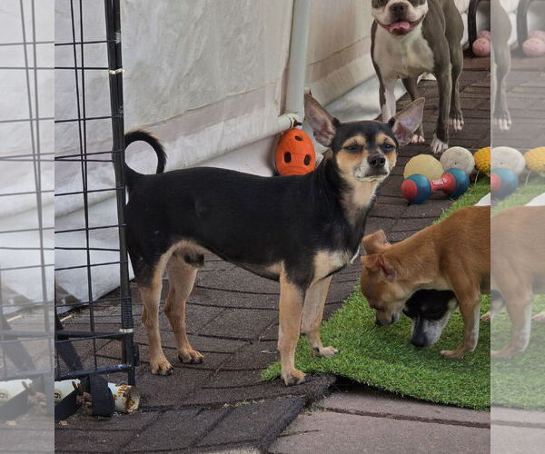 Medium Photo #5 Chihuahua Puppy For Sale in Sandy, UT, USA
