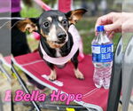 Small #27 Dachshund Mix