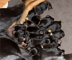 Rottweiler Puppy for sale in PASO ROBLES, CA, USA