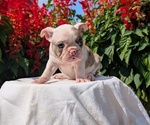 Small #7 Faux Frenchbo Bulldog