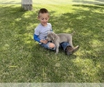Small Photo #3 Weimaraner Puppy For Sale in WILLOWS, CA, USA