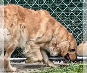 Mother of the Golden Retriever puppies born on 10/05/2025