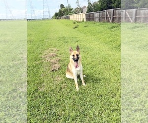 Father of the American Pit Bull Terrier-German Shepherd Dog Mix puppies born on 04/12/2026