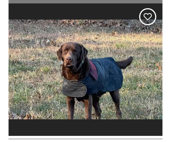 Medium Photo #3 - Mix Puppy For Sale in Westminster, MD, USA