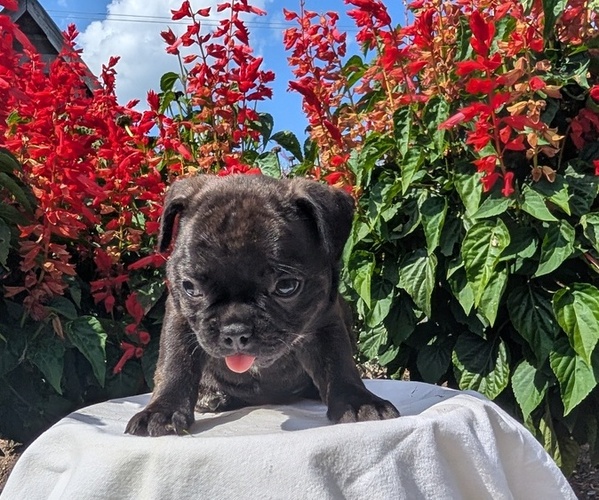 Medium Photo #62 Faux Frenchbo Bulldog Puppy For Sale in GOSHEN, IN, USA