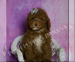 Puppy Coffee Maltipoo (Miniature)