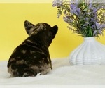 Small Photo #4 French Bulldog Puppy For Sale in NAPPANEE, IN, USA