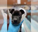 Small #1 Boxer Mix