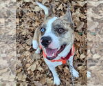 Small #16 Catahoula Leopard Dog Mix