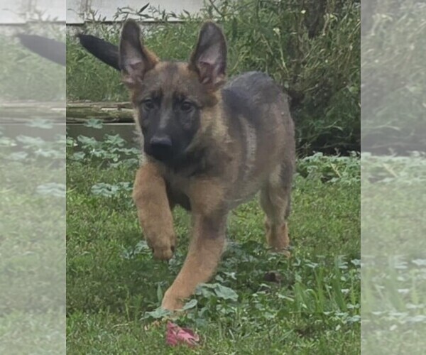 Medium Photo #1 German Shepherd Dog Puppy For Sale in RIGA, MI, USA