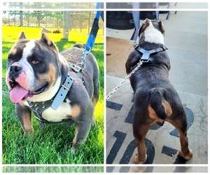 American Bully-Unknown Mix Puppy for sale in VICTORVILLE, CA, USA