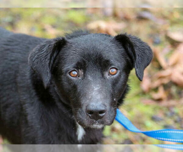 Medium Photo #5 Borador Puppy For Sale in Cookeville, TN, USA
