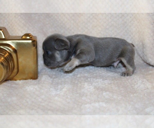 Medium Photo #5 French Bulldog Puppy For Sale in SPRING, TX, USA