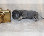 Small #4 French Bulldog