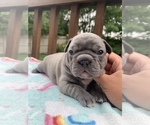Small Photo #2 French Bulldog Puppy For Sale in WESTERVILLE, OH, USA